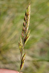 Festuca rupicola