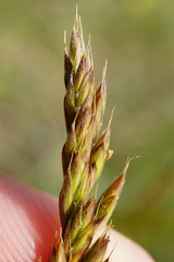 Festuca rupicola