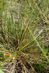 Festuca rupicola