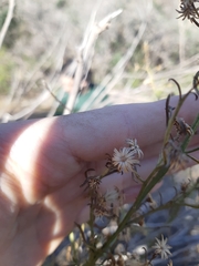 Baccharis paniculata