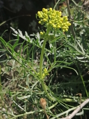 Patrinia intermedia