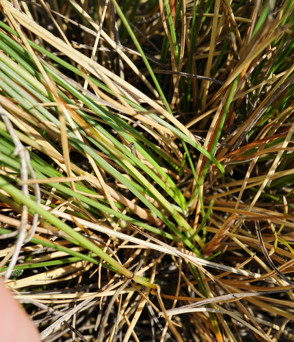 Image of Festuca rupicola by (c) Patrick Hacker, some rights reserved (CC BY)