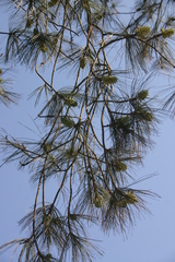Pinus maximartinezii