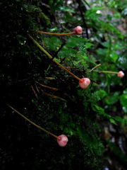 Saurauia cauliflora
