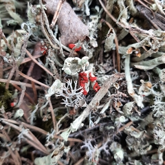 Cladonia coccifera