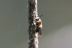 Stratiomys longicornis