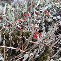 Cladonia coccifera