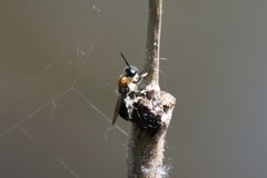 Stratiomys longicornis