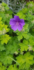 Geranium