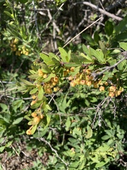 Berberis fendleri