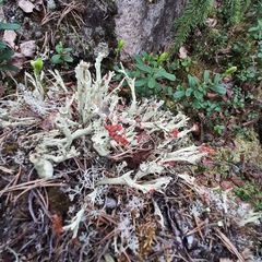 Cladonia coccifera