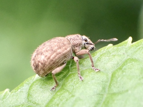 Nut Leaf Weevil, Udenhout, Noord-Brabant, NL, photo 8 of 10