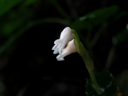 Odontochilus gracilis