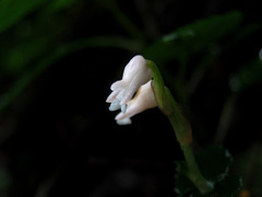 Jewel Orchid (Myrmechis)