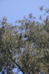 Pinus maximartinezii