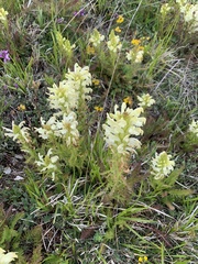 Pedicularis comosa