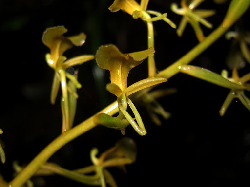 Liparis pallida