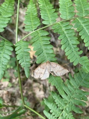 Metarranthis amyrisaria