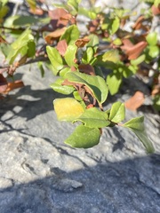 Ribes viburnifolium