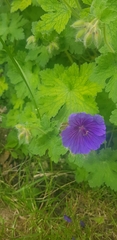 Geranium