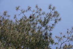 Pinus maximartinezii