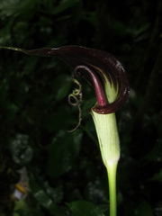 Arisaema filiforme