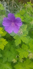 Geranium