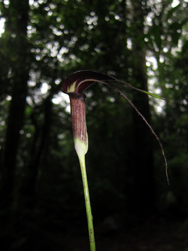 Arisaema filiforme, photograph 1