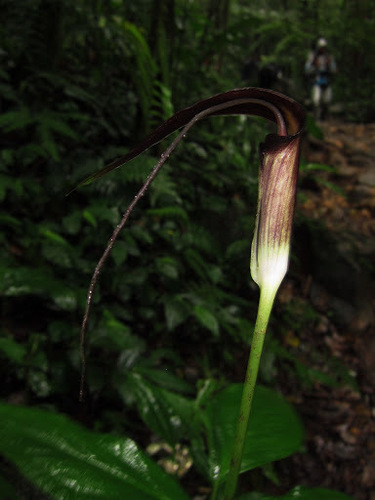 Arisaema filiforme, photograph 2