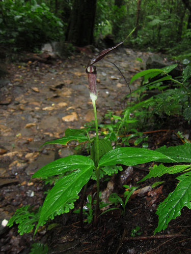 Arisaema filiforme, photograph 3