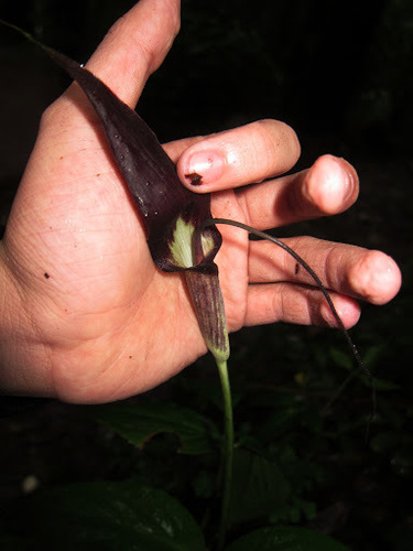 Arisaema filiforme, photograph 4