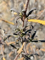 Salvia brandegeei