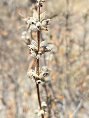 Salvia brandegeei