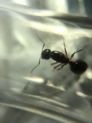 Camponotus albosparsus