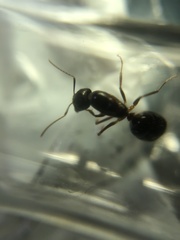 Camponotus albosparsus