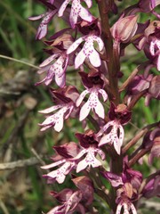 Orchis × hybrida