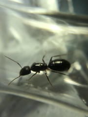 Camponotus albosparsus