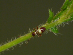 Closterotomus