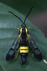 Synanthedon kathyae