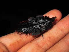 Platerodrilus ruficollis