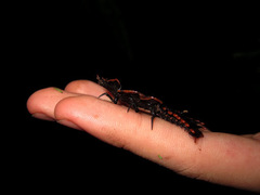 Platerodrilus ruficollis