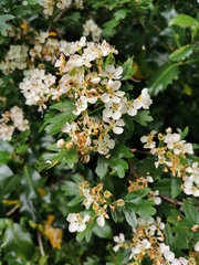 Crataegus monogyna