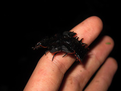 Platerodrilus ruficollis