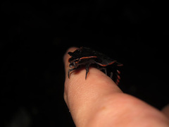 Platerodrilus ruficollis