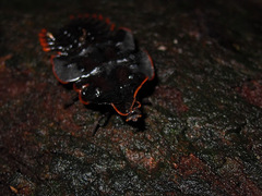 Platerodrilus ruficollis