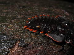 Platerodrilus ruficollis