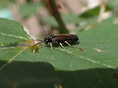 Cladius pectinicornis