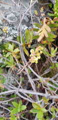 Comarostaphylis