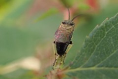 Cladius pectinicornis