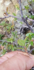 Comarostaphylis